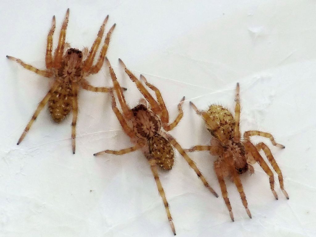 Tanti minuscoli ragnetti